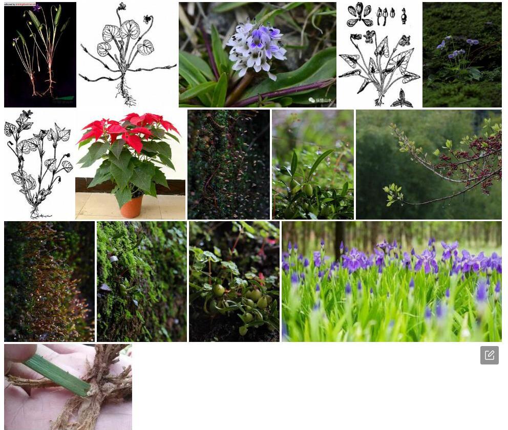 鳞茎堇菜照片和图片/