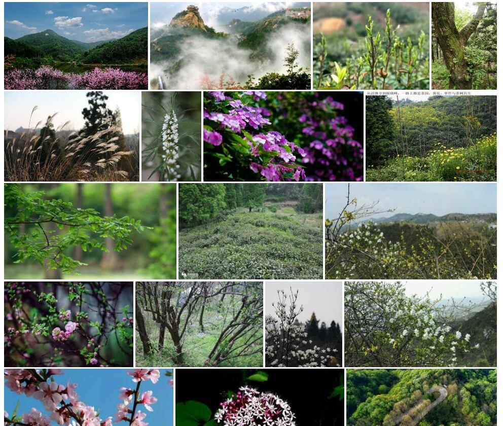 鸡公山胡枝子照片和图片/