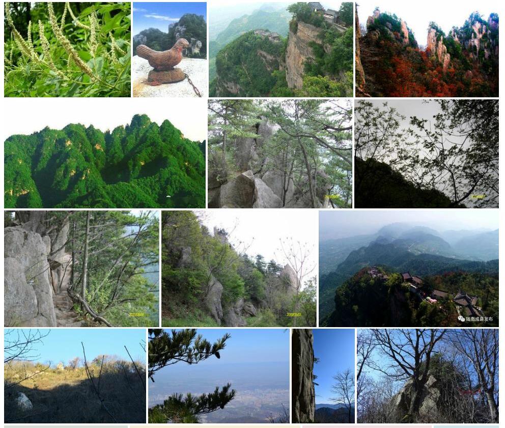 鸡峰山黄耆照片和图片/