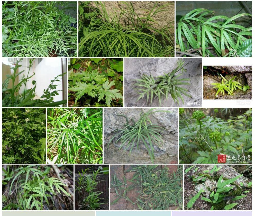 鸡爪草照片和图片/
