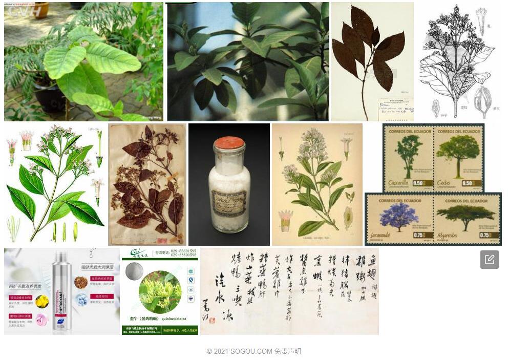 鸡纳树照片和图片/