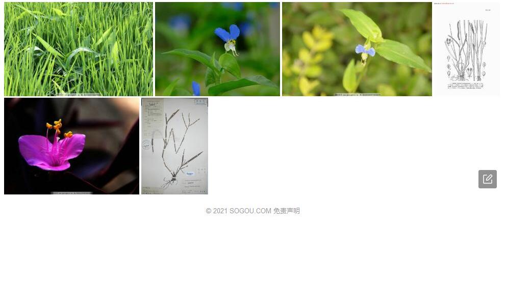 鸭乸草照片和图片/