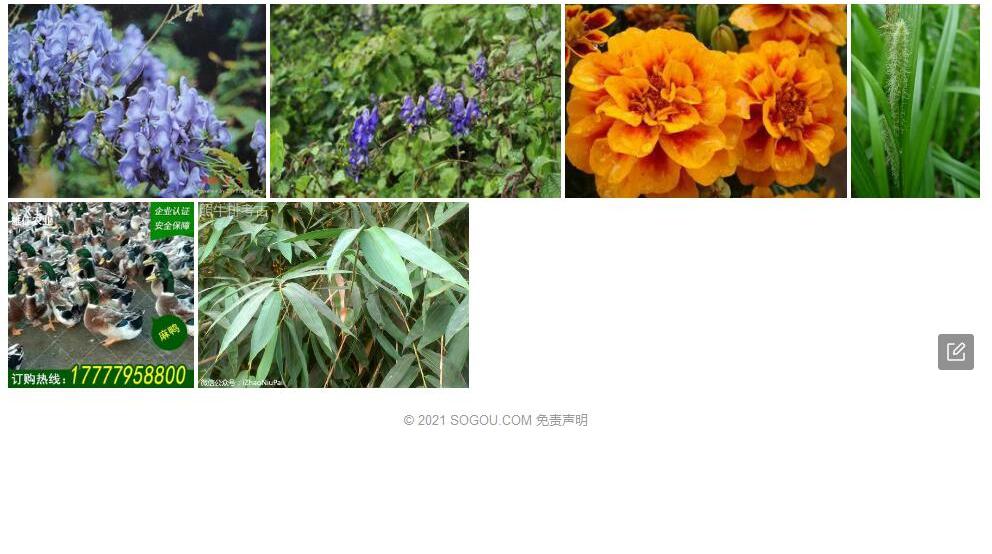 鸭绿乌头照片和图片/