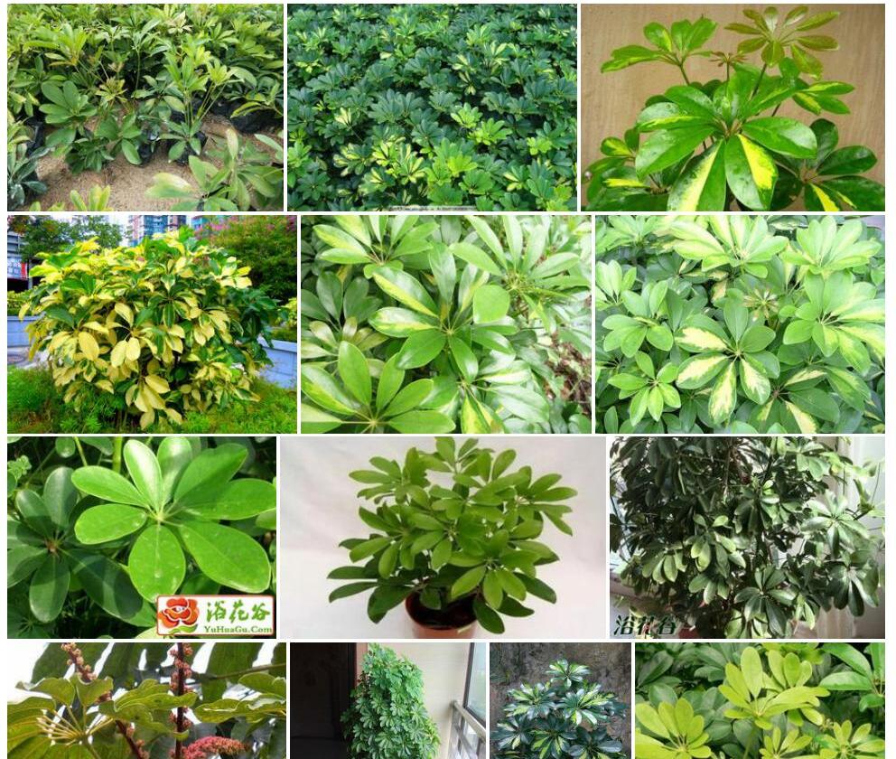 鹅掌柴照片和图片/