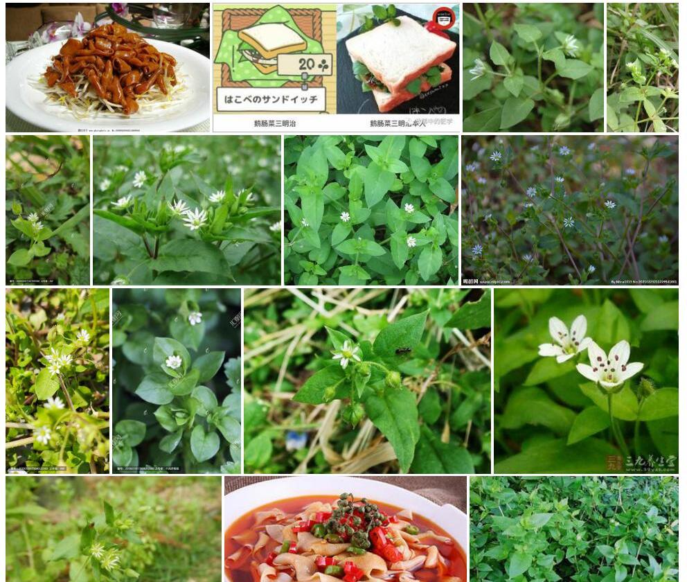 鹅肠菜照片和图片/