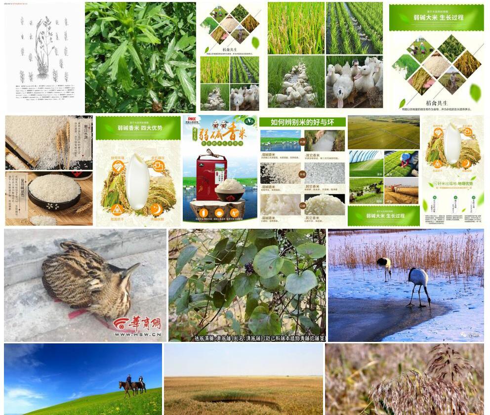 鹤甫碱茅照片和图片/