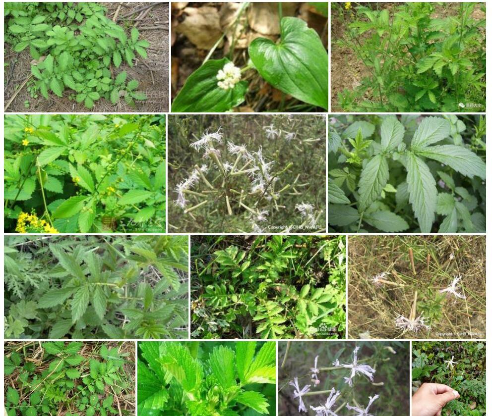 鹤草照片和图片/