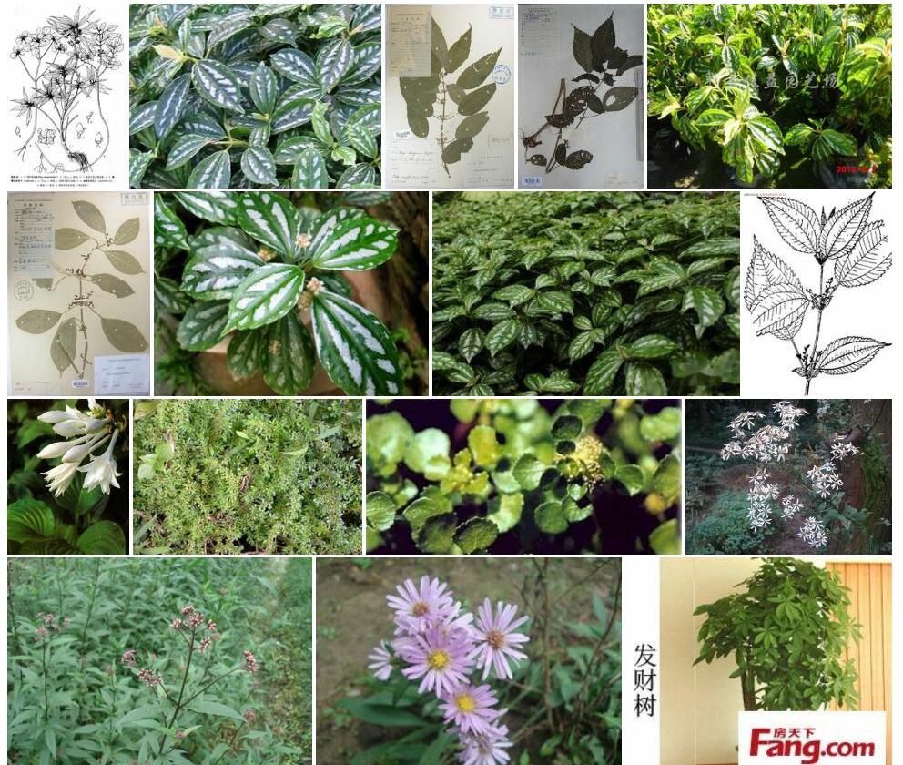 鹰嘴萼冷水花照片和图片/