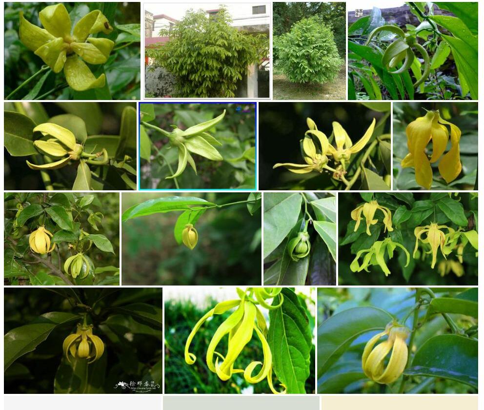 鹰爪花照片和图片/