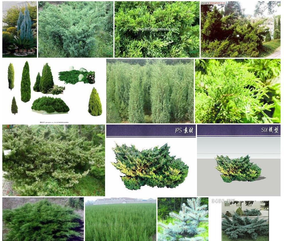 鹿角桧照片和图片/