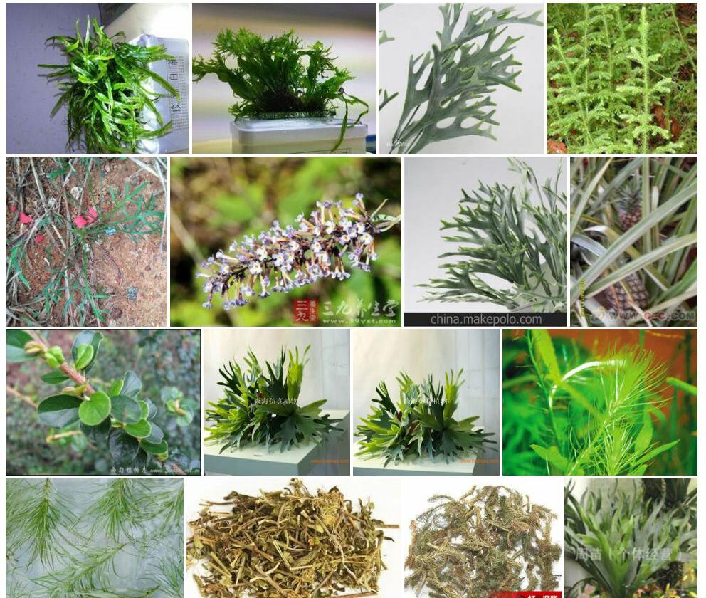 鹿角草照片和图片/