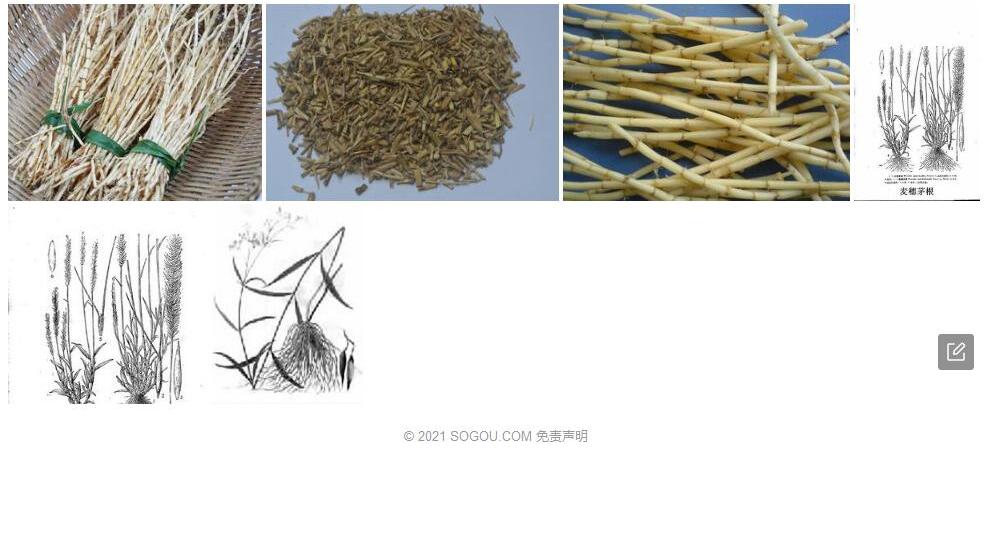 麦穗茅根照片和图片/