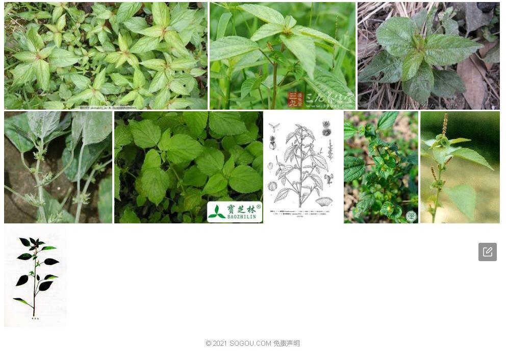 麻叶铁苋菜照片和图片/