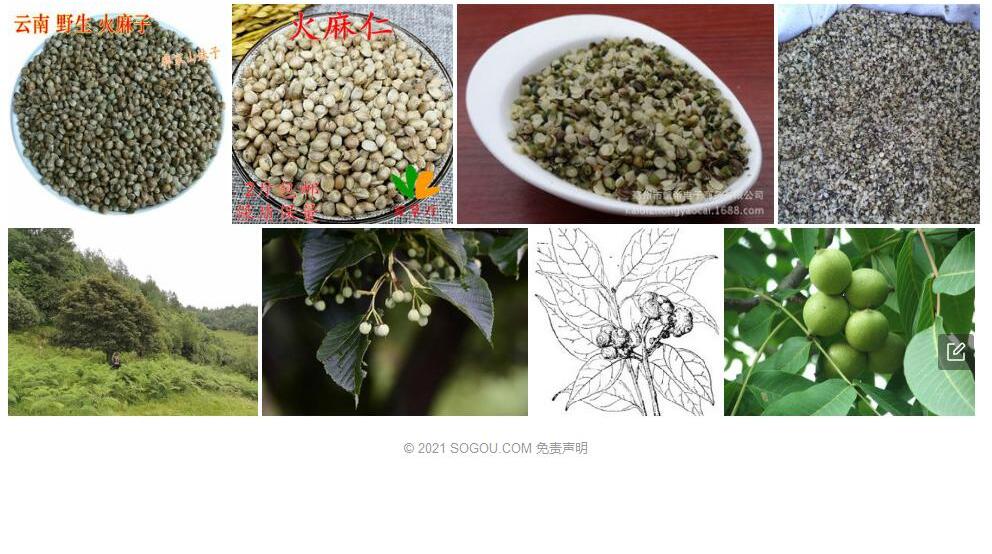 麻子壳柯照片和图片/