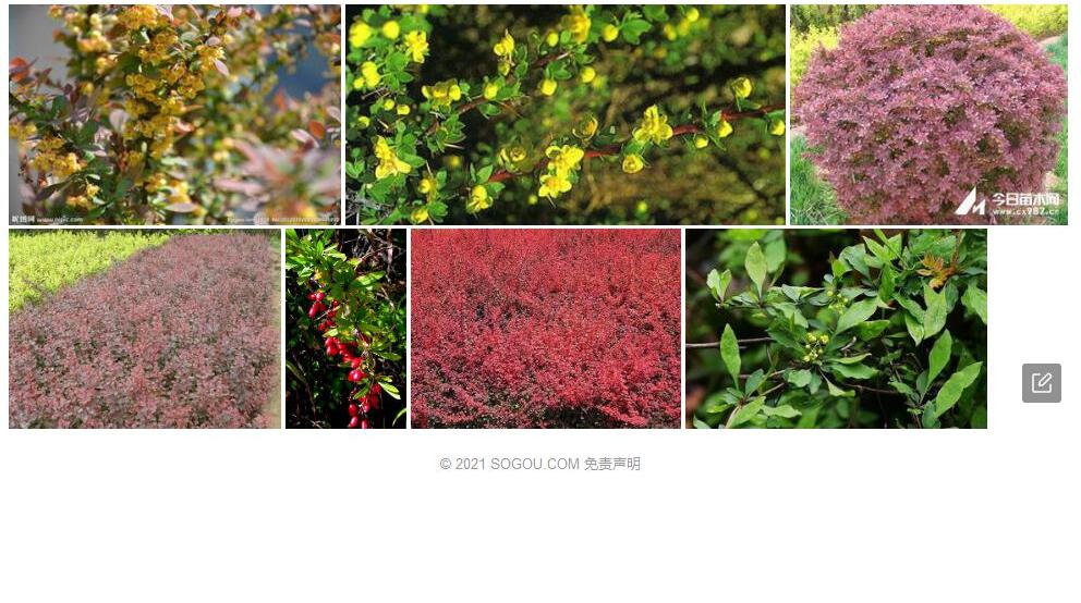 麻栗坡小檗照片和图片/