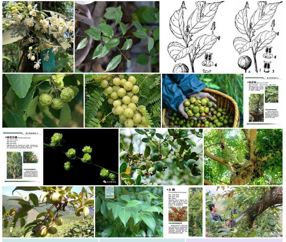麻栗坡油果樟照片和图片/