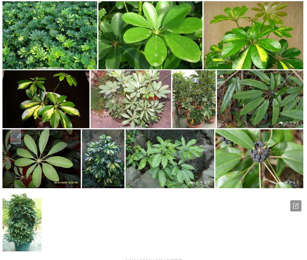 麻栗坡鹅掌柴照片和图片/
