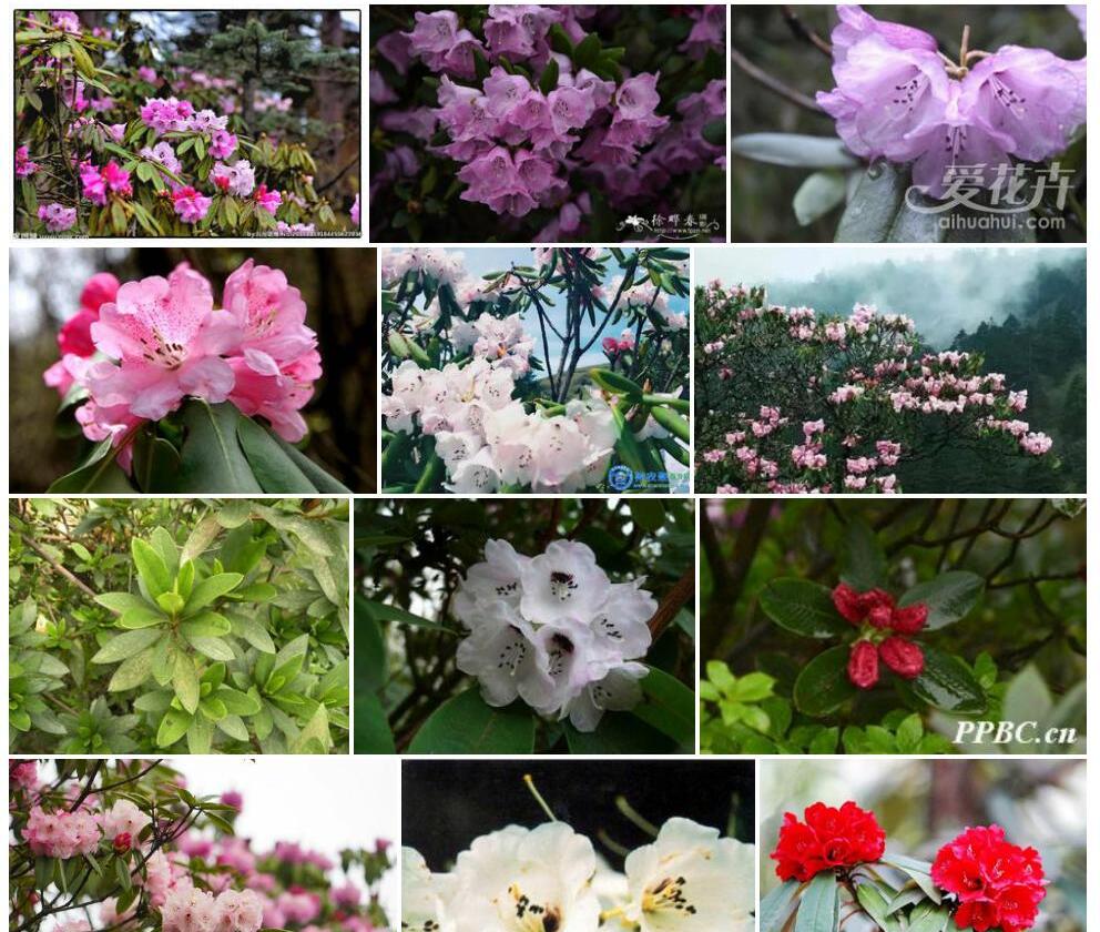 麻花杜鹃照片和图片/