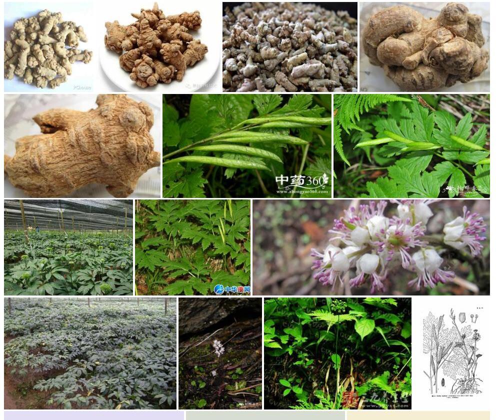 黄三七照片和图片/