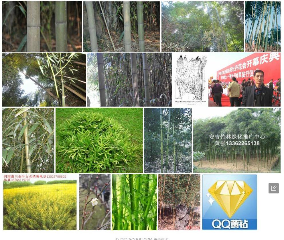 黄古竹照片和图片/