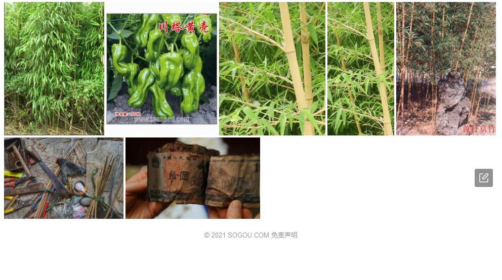 黄壳竹照片和图片/