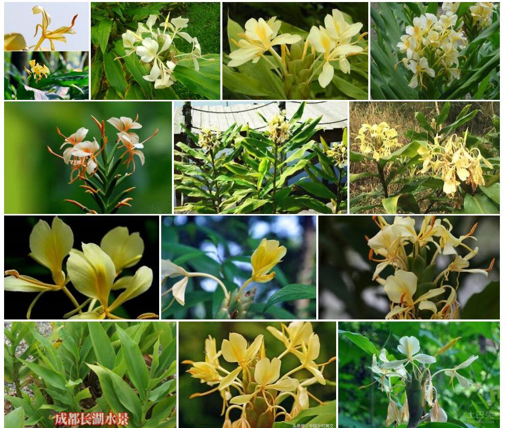黄姜花照片和图片/