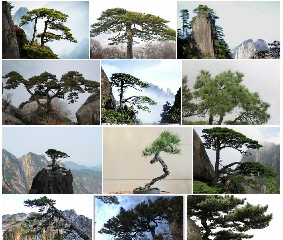 黄山松照片和图片/