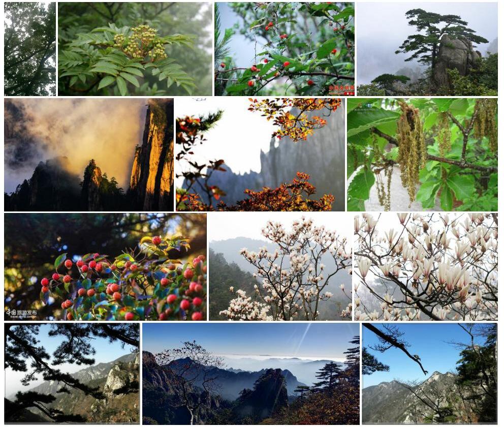 黄山栎照片和图片/