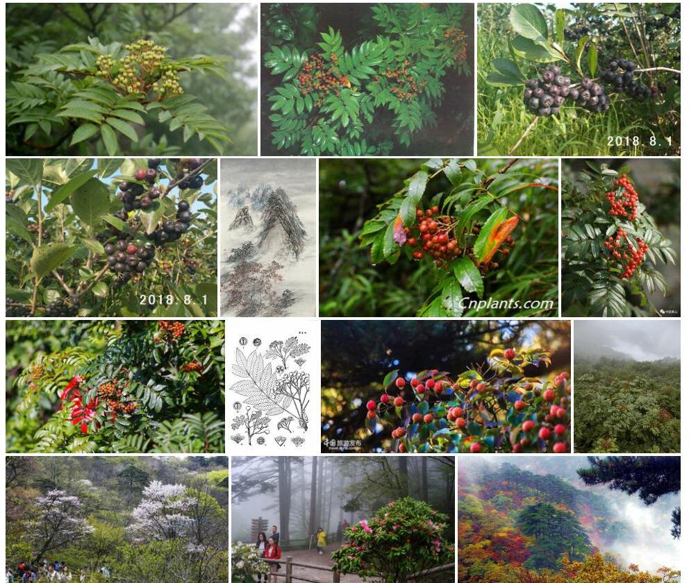 黄山花楸照片和图片/