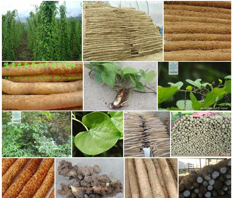 黄山药照片和图片/