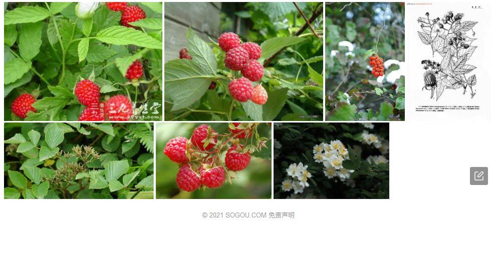黄平悬钩子照片和图片/