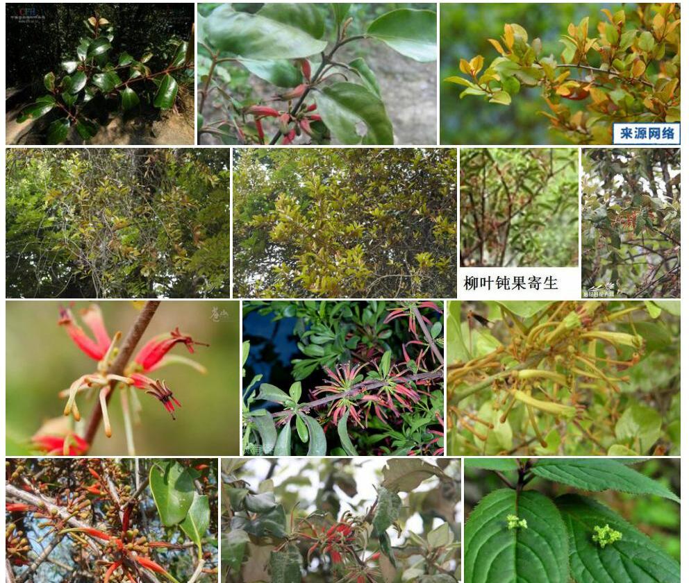 黄杉钝果寄生照片和图片/