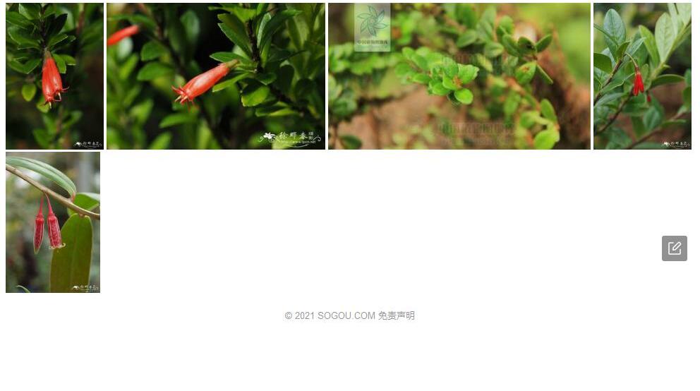黄杨叶树萝卜照片和图片/