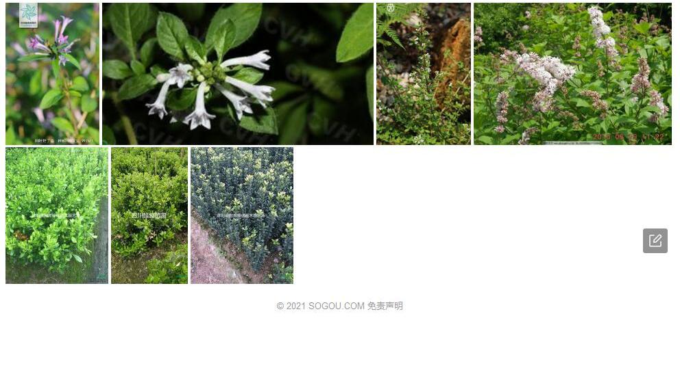 黄杨叶野丁香照片和图片/