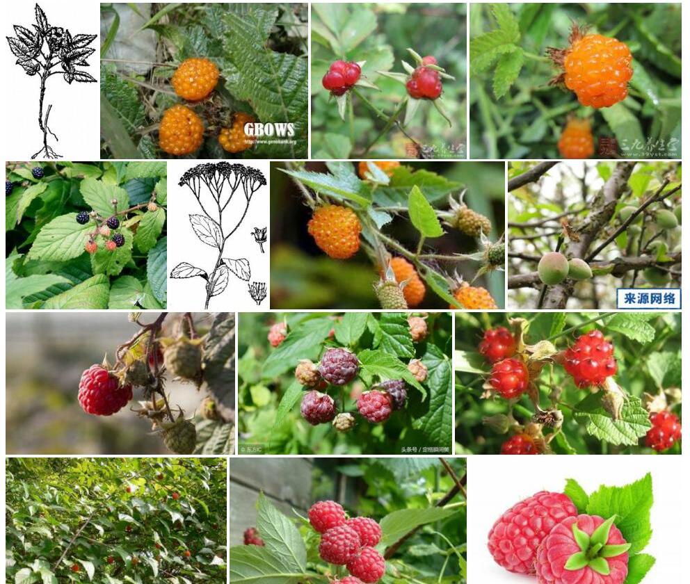 黄果悬钩子照片和图片/