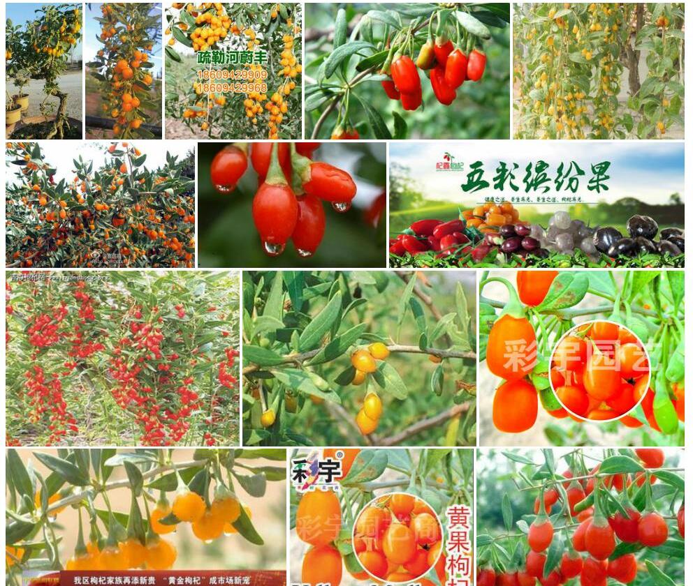 黄果枸杞照片和图片/