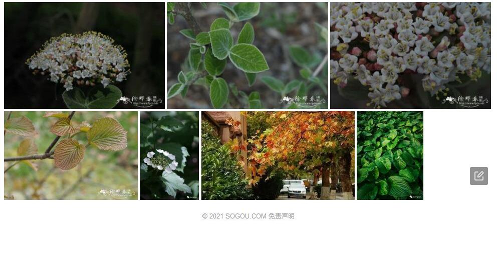 黄栌叶荚蒾照片和图片/