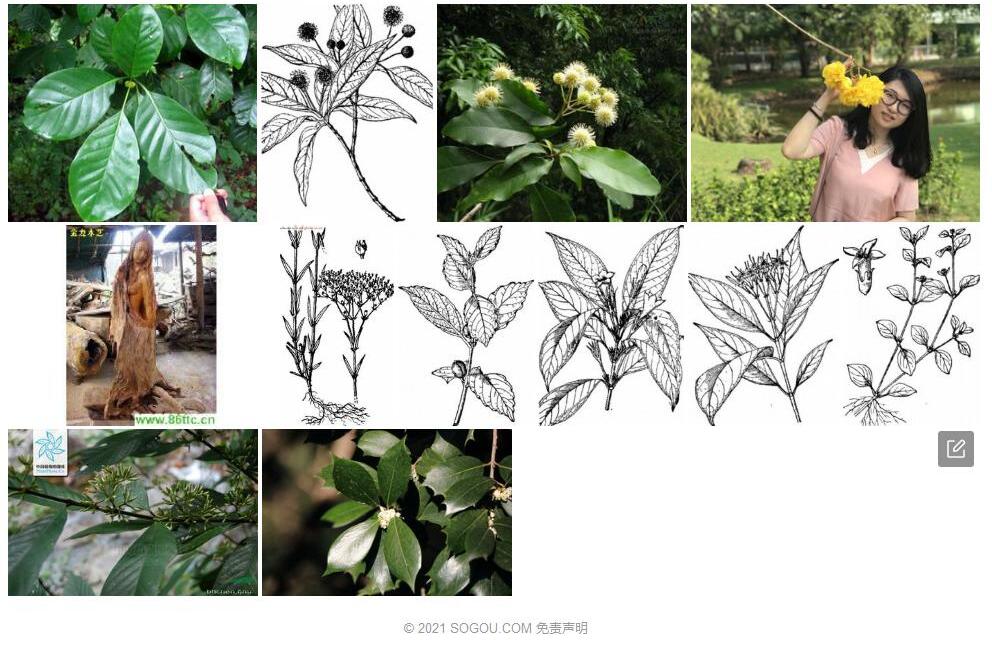 黄棉木照片和图片/