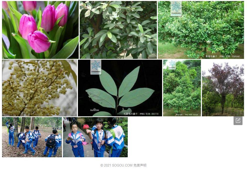 黄椿木姜子照片和图片/