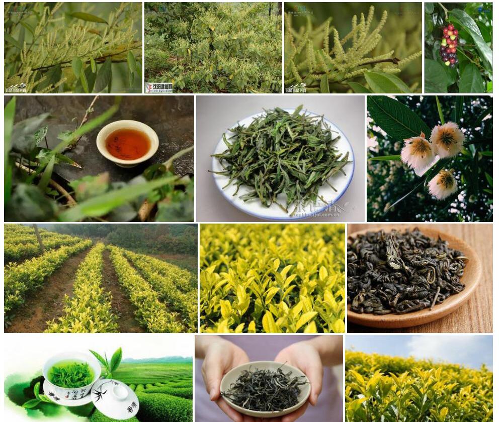 黄毛五月茶照片和图片/