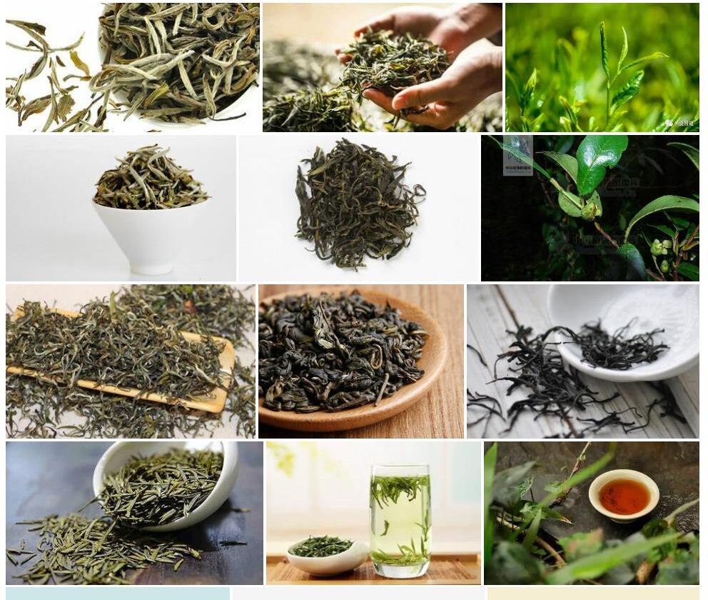 黄毛折柄茶照片和图片/