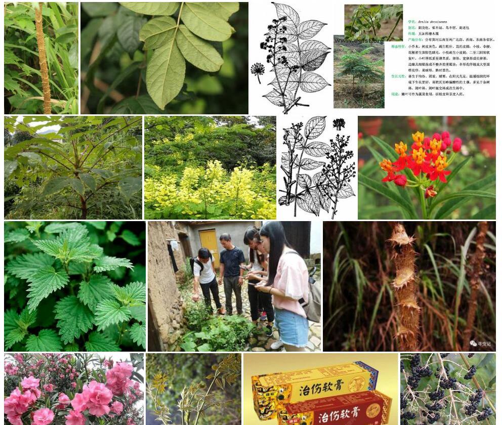 黄毛楤木照片和图片/