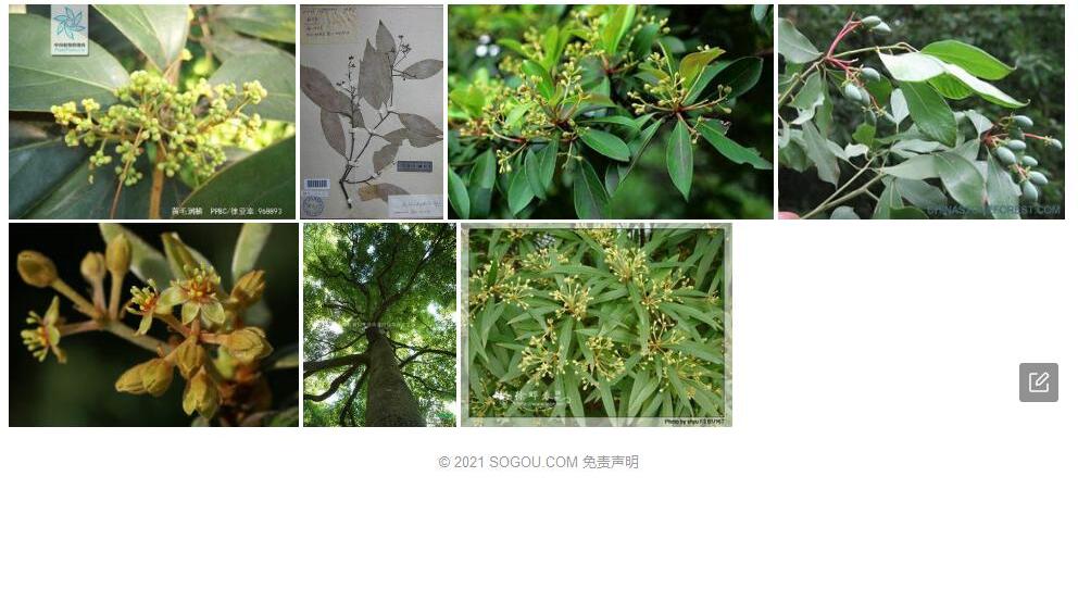 黄毛润楠照片和图片/