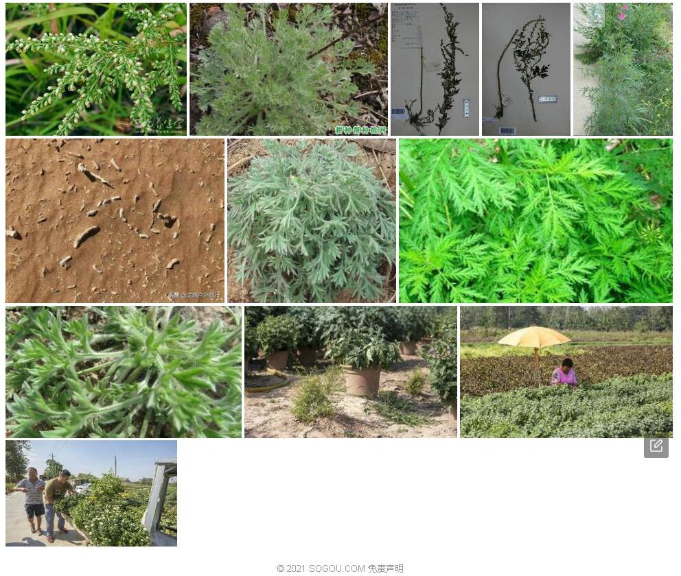 黄毛蒿照片和图片/
