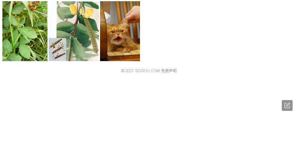 黄毛野扁豆照片和图片/