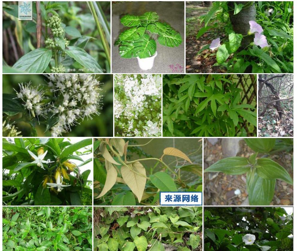 黄毛银背藤照片和图片/