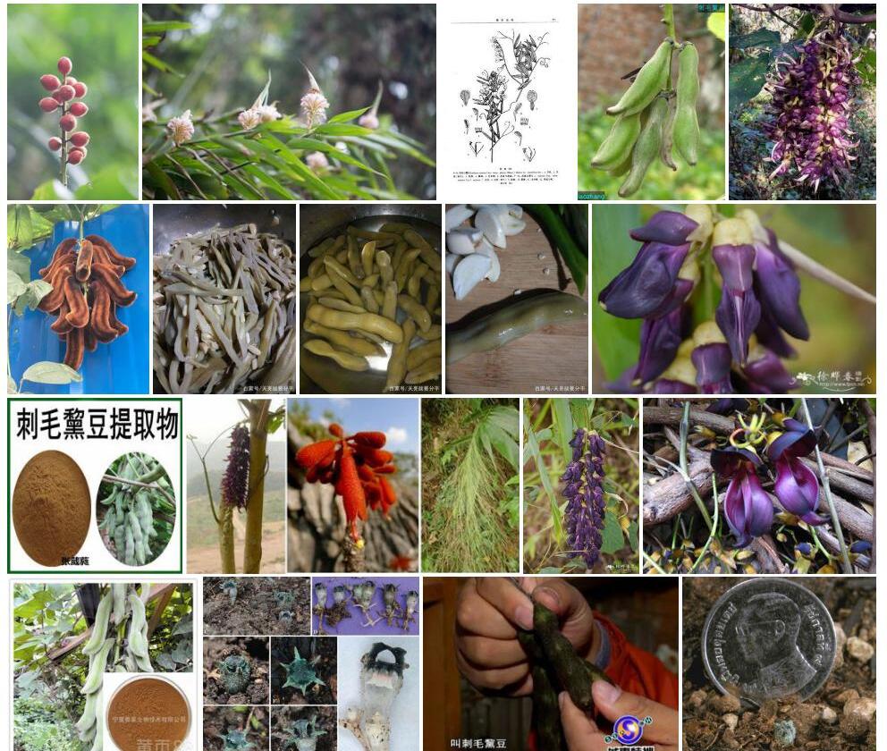 黄毛黧豆照片和图片/