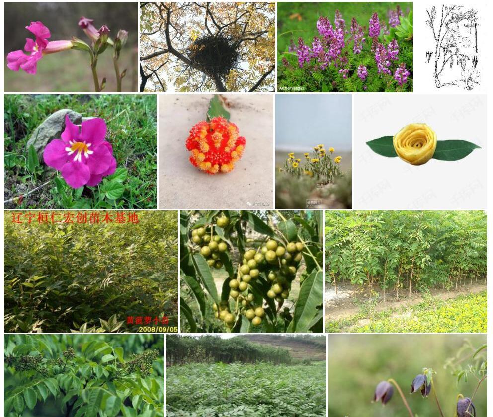 黄波罗花照片和图片/
