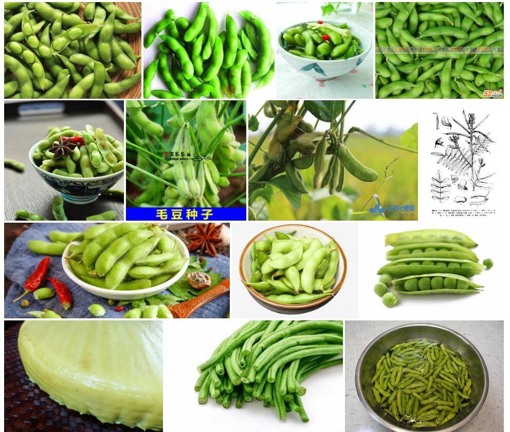 黄灰毛豆照片和图片/