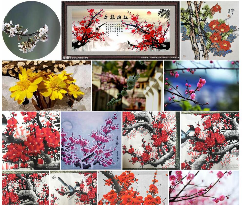 黄甘青报春照片和图片/